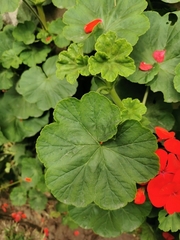 Pelargonium × hybridum