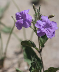 Ruellia nudiflora