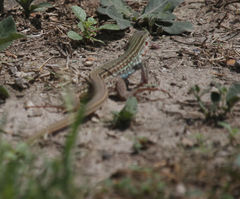 Aspidoscelis gularis