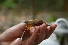 Anolis tropidonotus