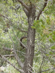 Juniperus deppeana robusta