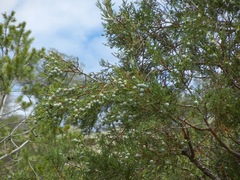 Juniperus deppeana robusta