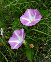 Calystegia sepium roseata