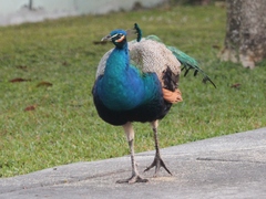 Pavo