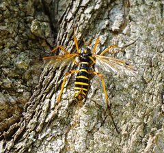 Ctenophora flaveolata