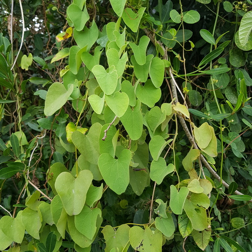 Cissampelos mucronata (Cissampelos mucronata)