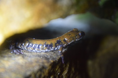 Plethodon petraeus