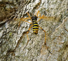 Ctenophora flaveolata