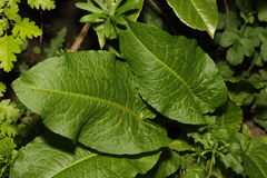 Rumex obtusifolius