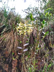 Epidendrum scytocladium