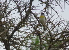 Pachyramphus viridis