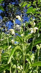 Justicia aconitiflora