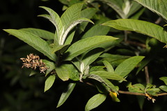 Buddleja davidii