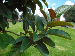Ficus tequendamae