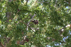 Sapindus drummondii