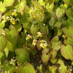 Epimedium × versicolor