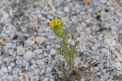 Senecio vernalis