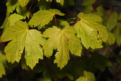 Acer pseudoplatanus