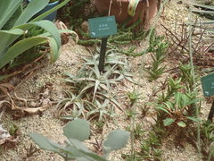 Aloe juvenna