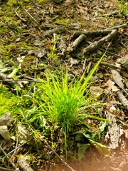Carex jamesii
