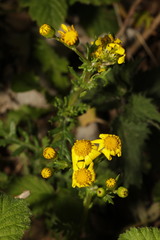Senecio squalidus