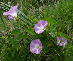 Calystegia sepium roseata