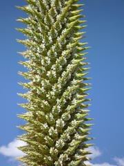 Puya raimondii