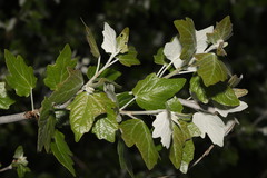 Populus alba