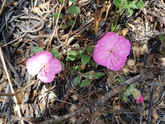 Oenothera deserticola