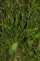 Plantago lanceolata