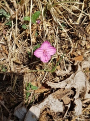 Oenothera deserticola