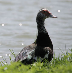 Cairina moschata domestica