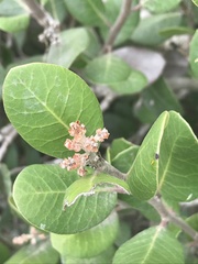 Rhus integrifolia