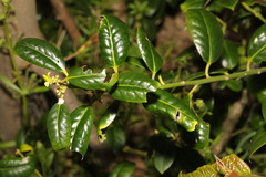Ilex aquifolium