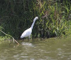 Egretta thula