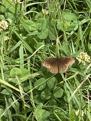 Achlyodes