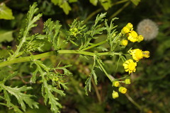 Senecio squalidus