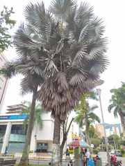 Bismarckia