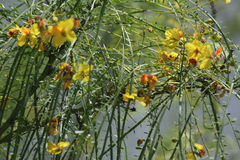 Parkinsonia aculeata