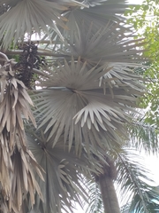 Bismarckia