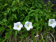 Calystegia sepium roseata × c tuguriorum