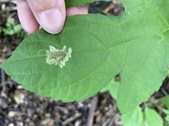 Calycomyza platyptera