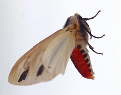 Creatonotos fasciatus