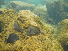 Acanthurus leucopareius
