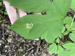 Calycomyza platyptera