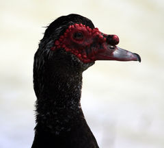 Cairina moschata domestica