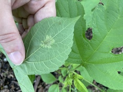 Calycomyza platyptera