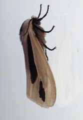 Creatonotos fasciatus