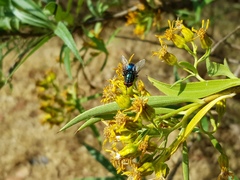 Cochliomyia