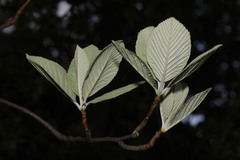 Aria edulis